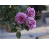 Роза Виолет Парфюм (Violette Parfum)